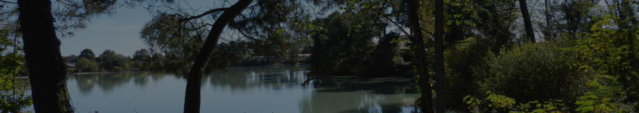 Foret / Lac