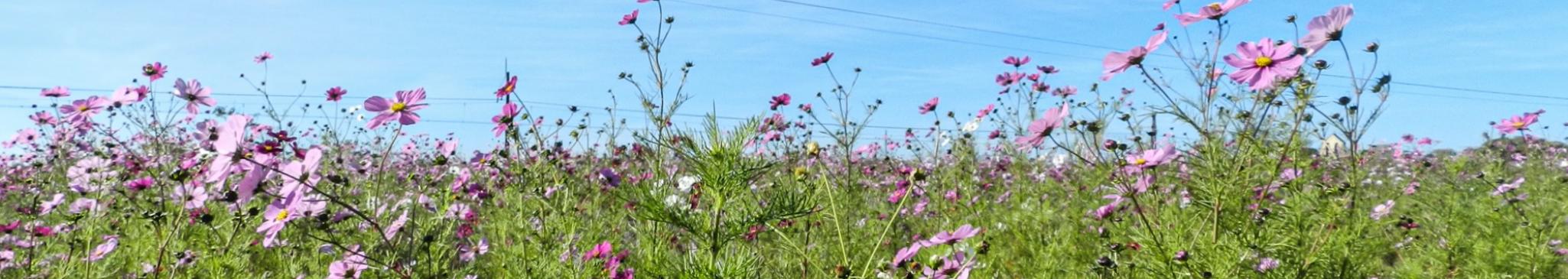 Fleurs vigne Medoc